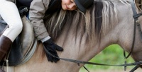 Программа «В гости к лошадкам» от конного клуба «Золотая подкова» (400 руб. вместо 800 руб.)