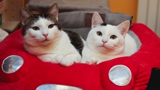 <b>Скидка до 52%.</b> Посещение котокафе с рассказами о животных, чай, кофе, сладости, настольные игры в антикафе «Котя-Мотя»