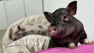 <b>Скидка до 30%.</b> Посещение антикафе с познавательной экскурсией в сети Piggy Place