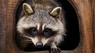 Посещение для взрослых и детей зоопарка «Зверополис» со скидкой 50%