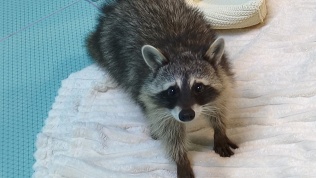 <b>Скидка до 70%.</b> Посещение антикафе с енотами, кроликами и грызунами «Пушистое счастье»