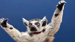 <b>Скидка до 30%.</b> Лемурное свидание «всё включено» или индивидуальное посещение в лемур-кафе «Вася»