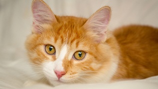 <b>Скидка до 50%.</b> Посещение с настольными играми, чаем, кофе, сладостями, рассказами о жителях антикафе-котокафе «Котиарий»