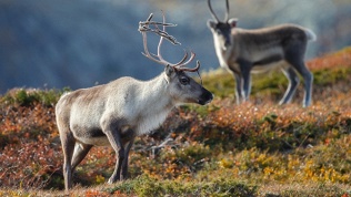 <b>Скидка до 15%.</b> 5-дневный тур «Познай Север: Сияние, Хибины, Саамы, Териберка и Мурманск» от туроператора «Кутузов-на-Мурмане»