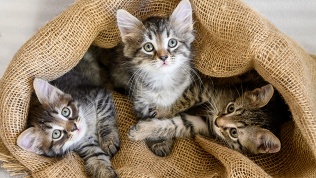 <b>Скидка до 30%.</b> Размещение в котодомиках в котоотеле «Мурр-Лофт»