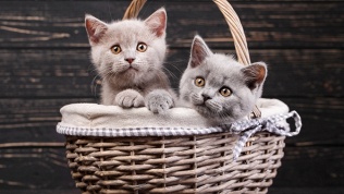 <b>Скидка до 50%.</b> Экскурсия, чай, кофе, сладости, настольные игры в котокафе «Муркино»