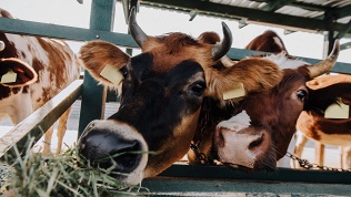 <b>Скидка до 30%.</b> Посещение, экскурсия с обедом и мастер-классом или без по ферме «Веселая корова»