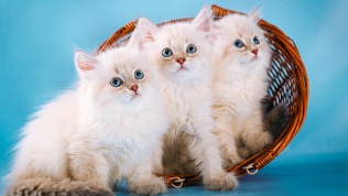 <b>Скидка до 50%.</b> Экскурсия, чай, кофе, сладости, настольные игры в котокафе «Котики и люди»