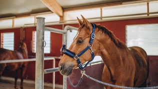 <b>Скидка до 30%.</b> Экскурсия с посещением парка в конноспортивном клубе Emerald Stables