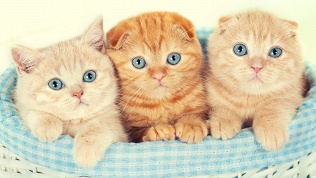 <b>Скидка до 50%.</b> Экскурсия, чай, кофе, сладости, настольные игры в котокафе «Котики: Смена»