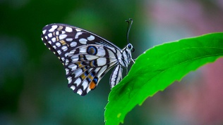 <b>Скидка до 20%.</b> Билет на посещение парка живых тропических бабочек «Моя бабочка»