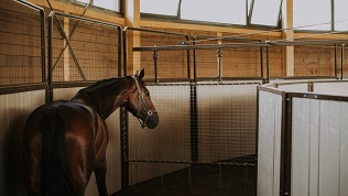 <b>Скидка до 30%.</b> Экскурсия в конноспортивном клубе Emerald Stables