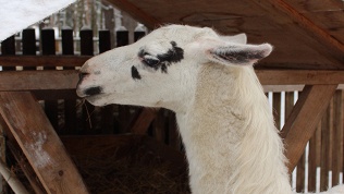 <b>Скидка до 50%.</b> Билет на зооферму от СК «Бореалис»