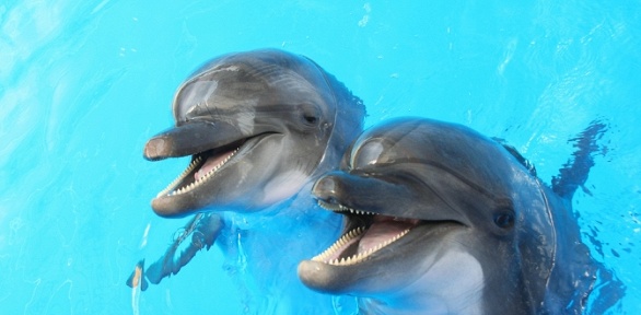 Посещение в Алуште или Феодосии дельфинария «Немо» за полцены
