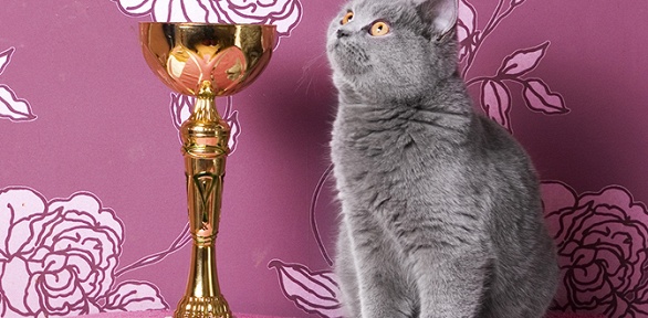 Билет на Международную выставку кошек в ТЦ «Девяткино» от клуба «ФелиСити»