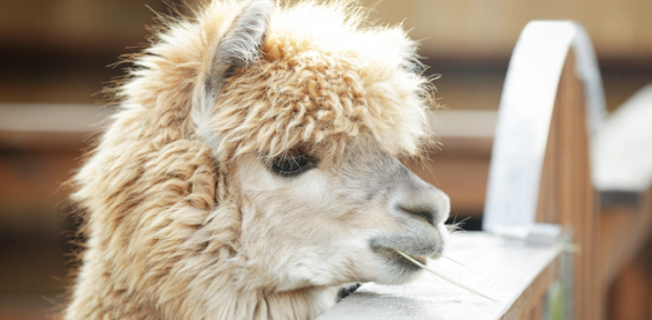 Посещение оленьей фермы и фотосессия с альпакой от ранчо «Авенсис»