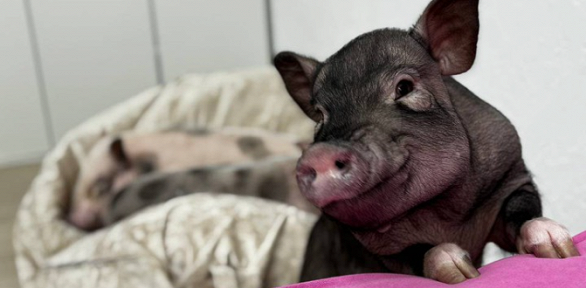 Посещение антикафе с экскурсией в сети Piggy Place