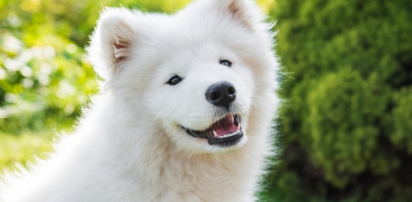 Программа «Семейный выходной» в резиденции цирка «Арлекино» (475 руб. вместо 950 руб.)