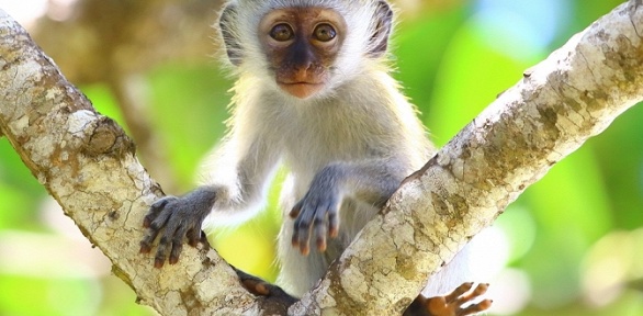 Посещение зоопарка «Планета обезьян» (350 руб. вместо 500 руб.)