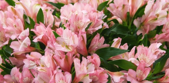 Букет альстромерий