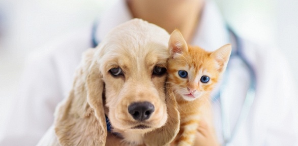 Стерилизация, кастрация котов, собак в ветеринарной клинике «Зоомир»