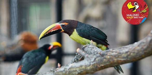 Посещение Южного парка птиц «Малинки» за полцены