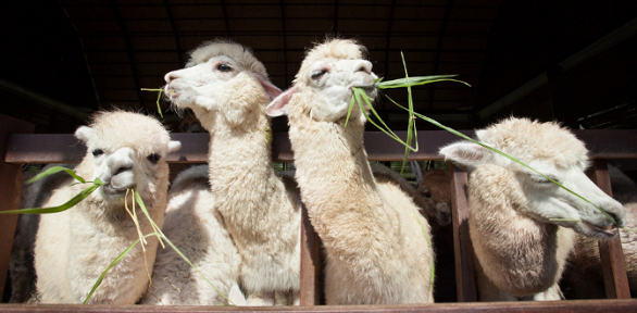 2 билета на посещение фермы «Пара альпак» за полцены