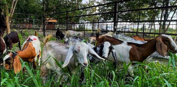 Однодневный отдых с посещением ранчо, рыбалкой, стрельбой в парке «Мечта»