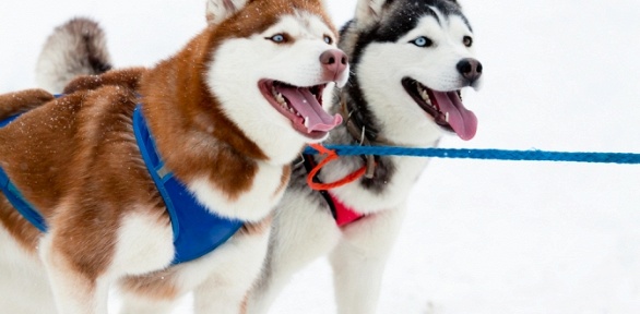 Тур «Горный парк „Рускеала“ и питомник хаски» от туроператора «КарелияГид»