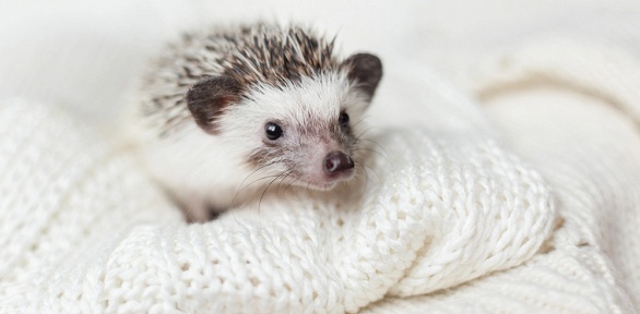 Экскурсия, чай, кофе, сладости, настольные игры в антикафе «Еж кафе»