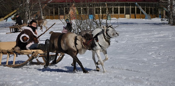Экскурсия «Зима с северными оленями» от питомника «Бореалис»