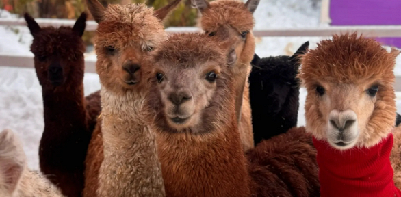 Посещение в Красной Поляне парка «Дача Альпача»