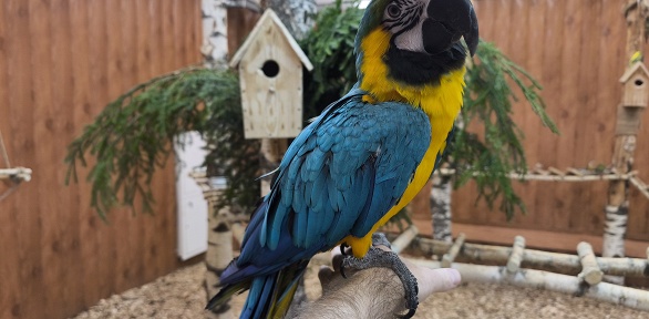 Посещение попугайника «Веселый Какаду»