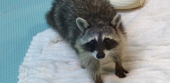 Посещение с енотами, кроликами и грызунами антикафе «Пушистое счастье»