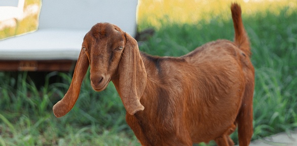 Экскурсия на экоферму «Ковчег»