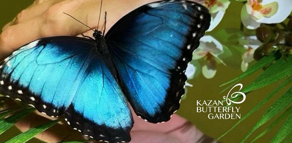 Посещение парка живых бабочек Kazan Butterfly Garden