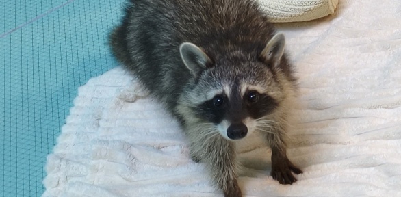 Посещение антикафе с енотами, кроликами и грызунами «Пушистое счастье»