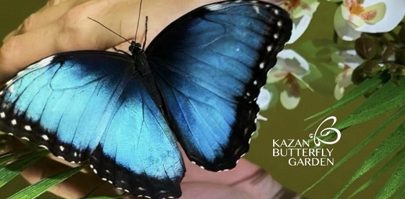 Экскурсия в парк живых тропических бабочек Kazan Butterfly Garden