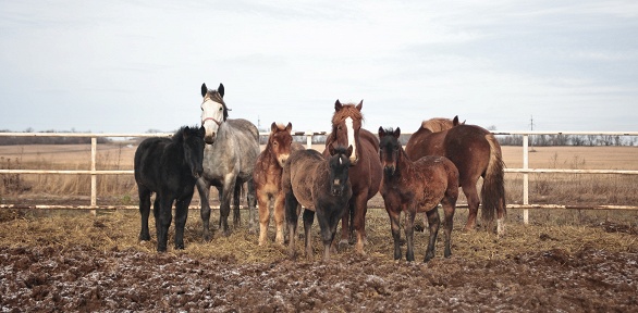 Экскурсия по экоферме «Ранчо Нуриева»