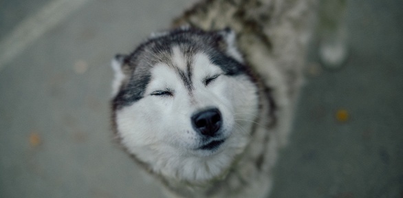 Тур «Саамский этнопарк с оленями и хаски» от «Кутузов-на-Мурмане»