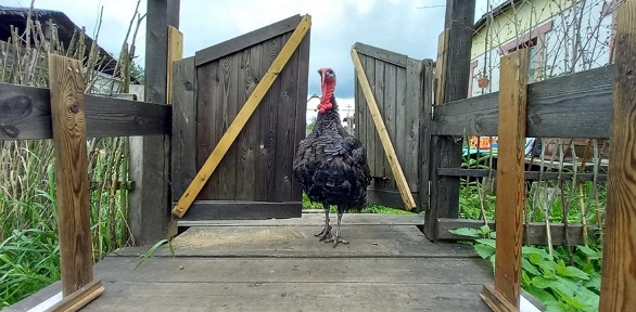 Посещение с мини-экскурсией семейной фермы «Терем-Ок»