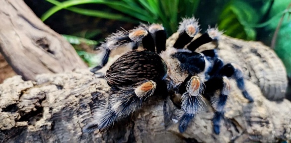 Билет на посещение выставки пауков и рептилий «Фантастические твари»