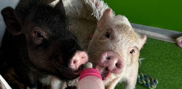 Отдых с экскурсией в антикафе Piggy Place