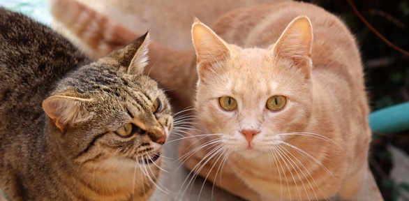 Посещение котокафе «Коты-круты»