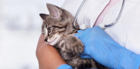 Стерилизация, кастрация, стрижка шерсти, когтей в ветклинике «Медвет»