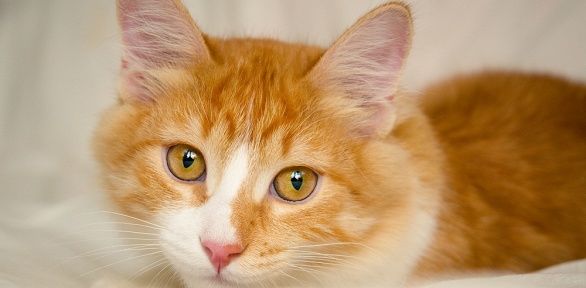 Посещение с играми и угощениями антикафе «Котиарий»