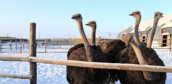 Экскурсия по страусиной ферме от комплекса «Татарский страус»