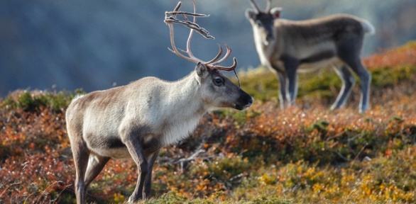 <b>Скидка до 15%.</b> 5-дневный тур «Познай Север: Сияние, Хибины, Саамы, Териберка и Мурманск» от туроператора «Кутузов-на-Мурмане»