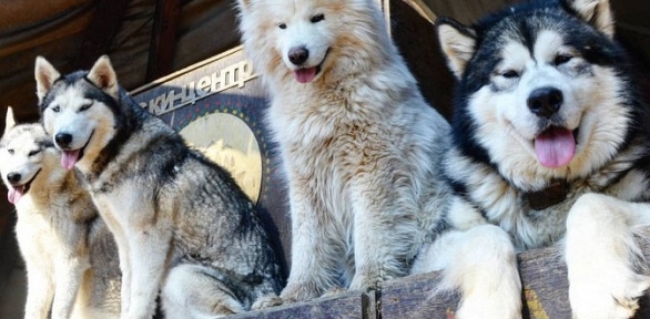 Катание на собачьей упряжке или посещение «Хаски-центра» на горе Ахун