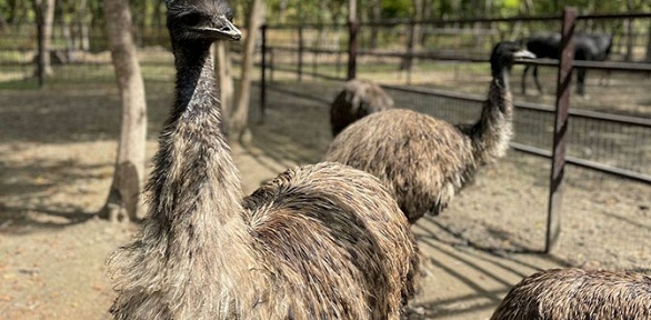 Экскурсия на страусиное ранчо от парка «Мечта»
